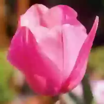 Pink Impression